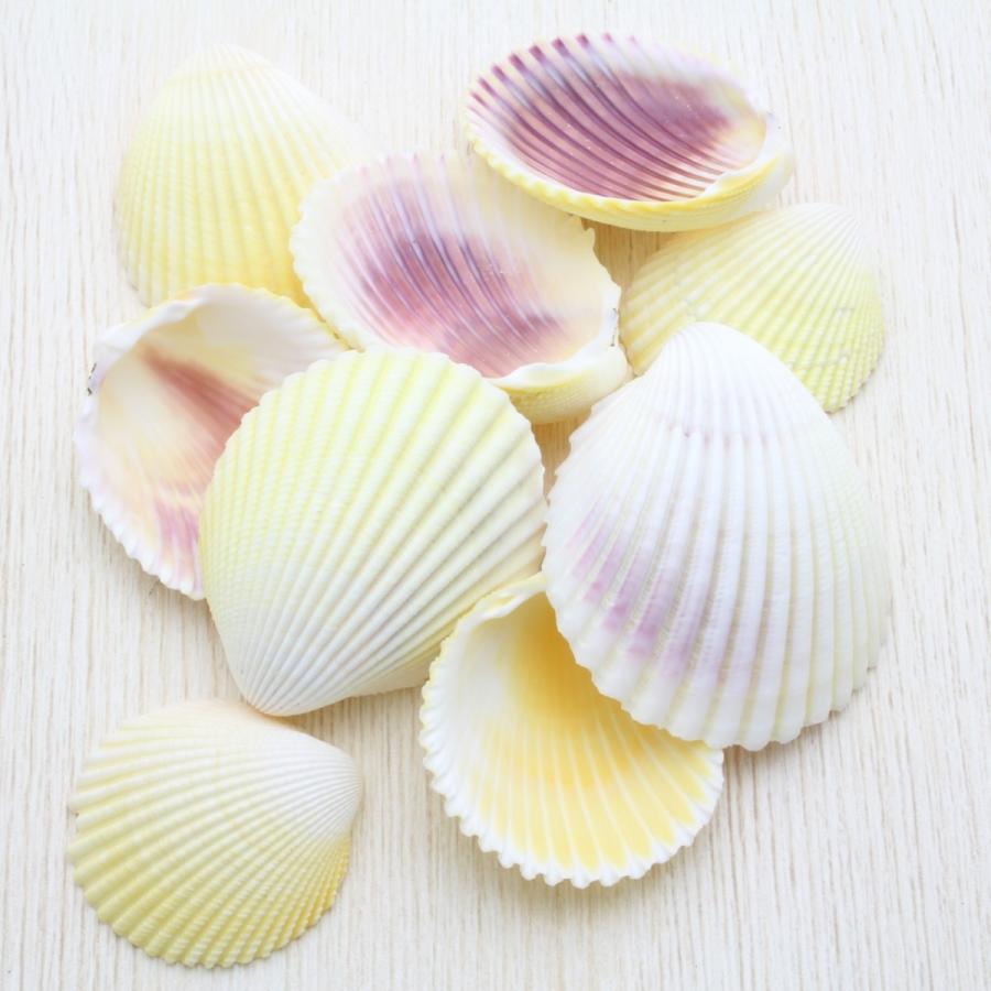 貝殻 リュウキュウザルガイ 約3〜5cm 約50g 素材 工作 パーツ 天然