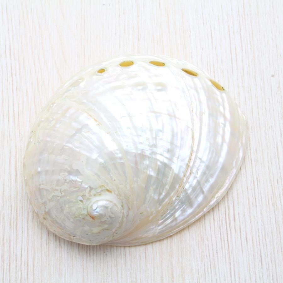 貝殻 アワビ（磨）約8〜10cm パーツ クラフト素材 工作 セット 天然