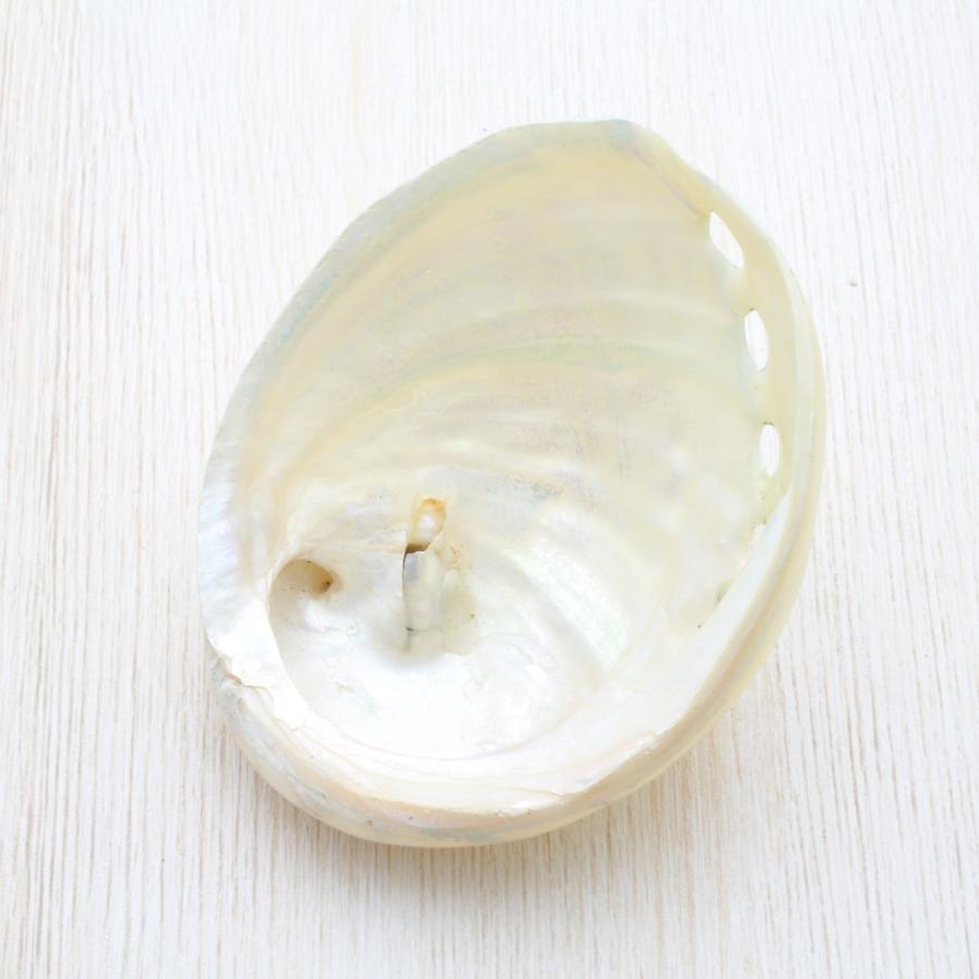貝殻 アワビ（磨）約8〜10cm パーツ クラフト素材 工作 セット 天然