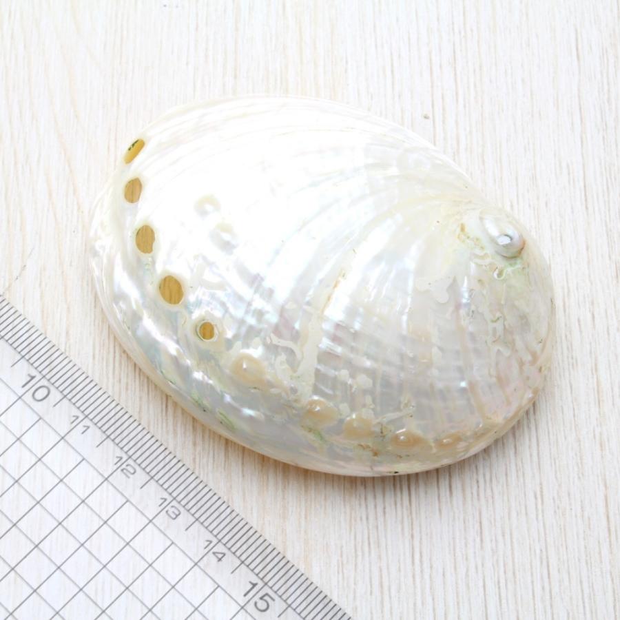 貝殻 アワビ（磨）約8〜10cm パーツ クラフト素材 工作 セット 天然
