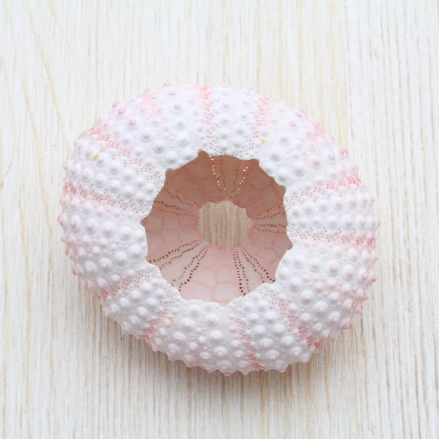 ウニ（ピンク） 標本 コレクション 貝殻 約3〜5cm : 海洋工房