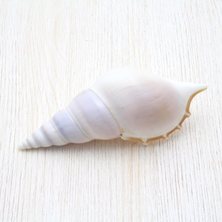 ￼￼ほら貝　￼貝殻　インテリア　625g 約35cm￼ Amazon.co.jp: 法螺貝 大型 28cm 極 貝 貝殻 ホラガイ ホラ貝