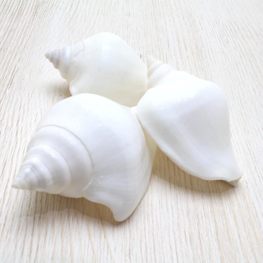 スイショウガイ 貝殻 インテリア 約4.5〜5.5cm 50g（3個） : 海洋工房