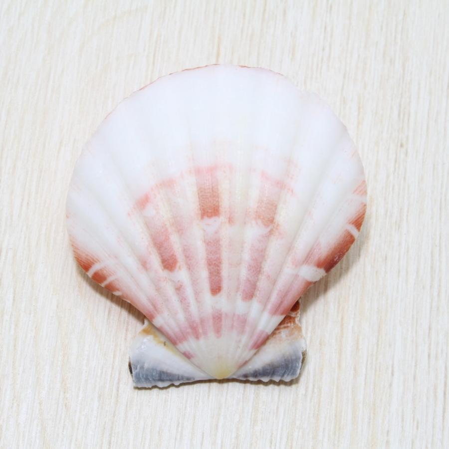 ヒオウギガイ両面 貝殻 標本 約4〜4.5cm : 海洋工房 - 通販 - Yahoo