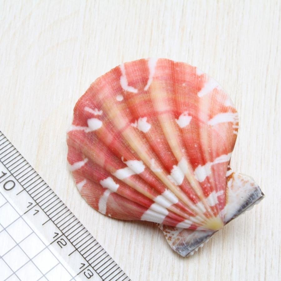 ヒオウギガイ両面 貝殻 インテリア 約4〜4.5cm : 海洋工房 - 通販