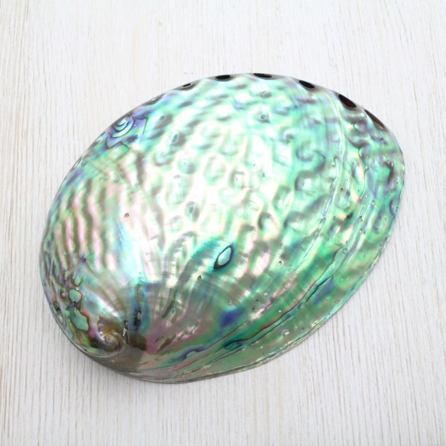 ニュージーランドアワビ（パウア貝） 貝殻 インテリア 約11〜12cm sh0061海洋工房 通販 Yahoo!ショッピング