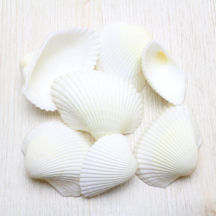 貝殻 サルボウガイ(フネガイ科) 約2〜5cm 約50g パーツ 素材 工作