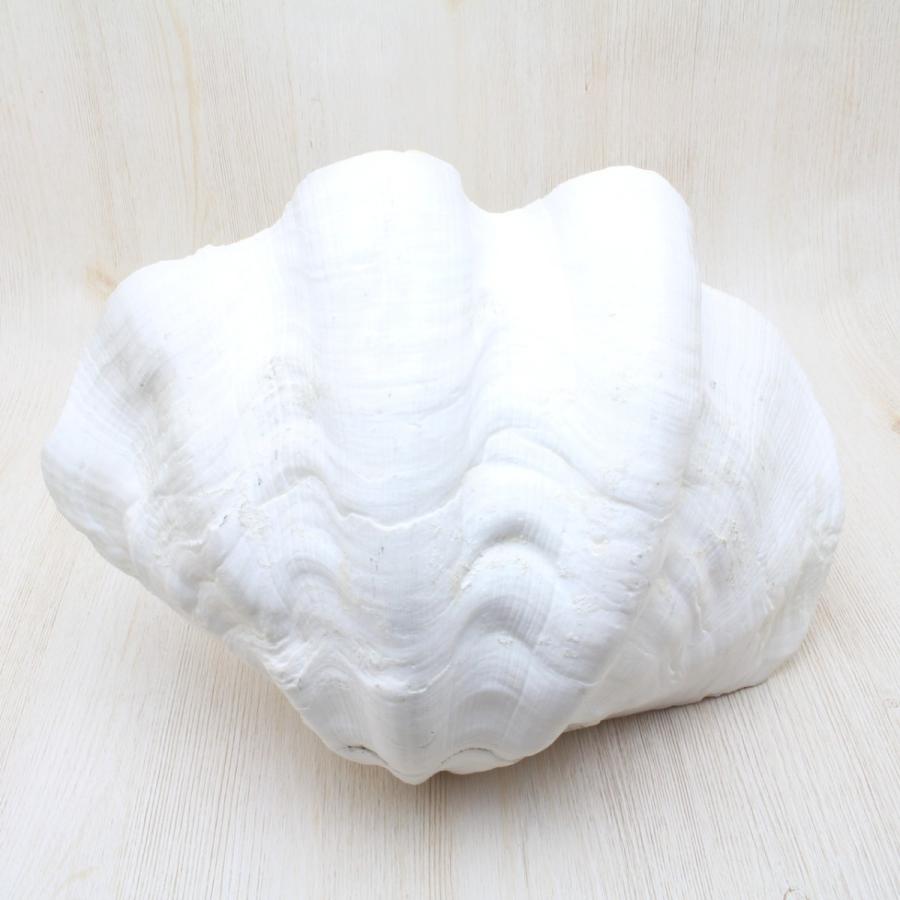 オオジャコガイ（半面）貝殻 約25〜30cm インテリア 標本 天然