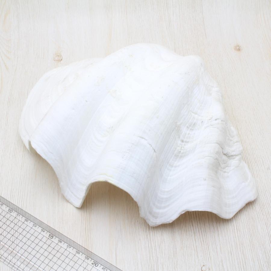 オオジャコガイ（半面）貝殻 約25〜30cm インテリア 標本 天然