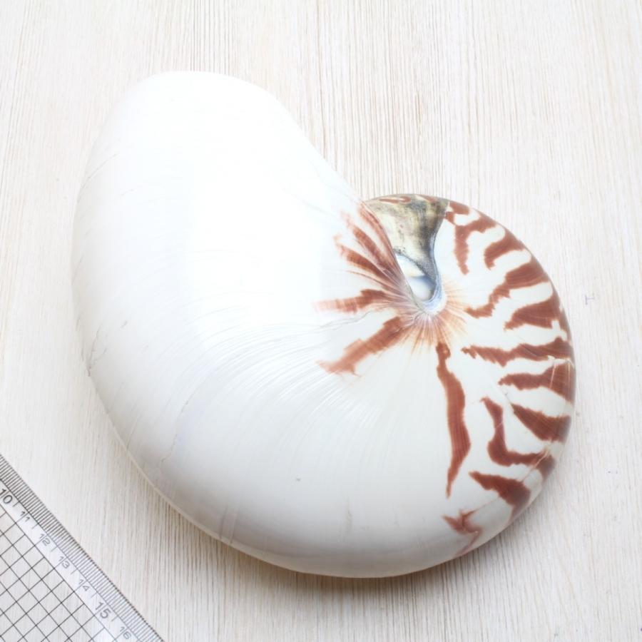 オウムガイL 貝殻 インテリア 工芸品 コレクション 約16〜18cm