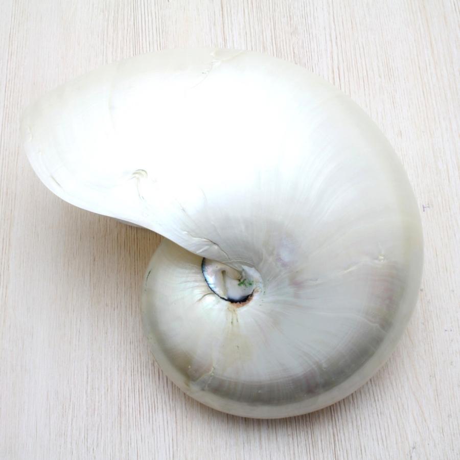 オウム貝、台座付き　貝殻 kaiyokobo_sh-0078