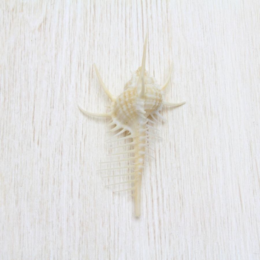 ホネガイ（骨貝）ミニサイズ 貝殻 約3〜5cm 標本 インテリア