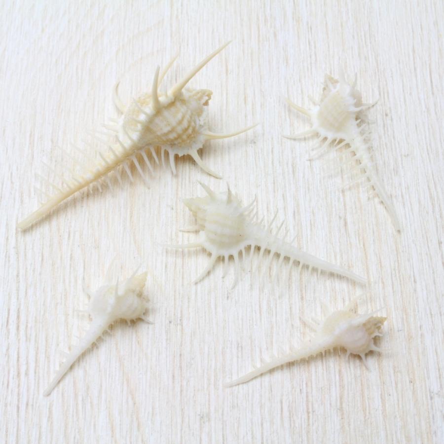 ホネガイ（骨貝）ミニサイズ 貝殻 約3〜5cm 標本 インテリア