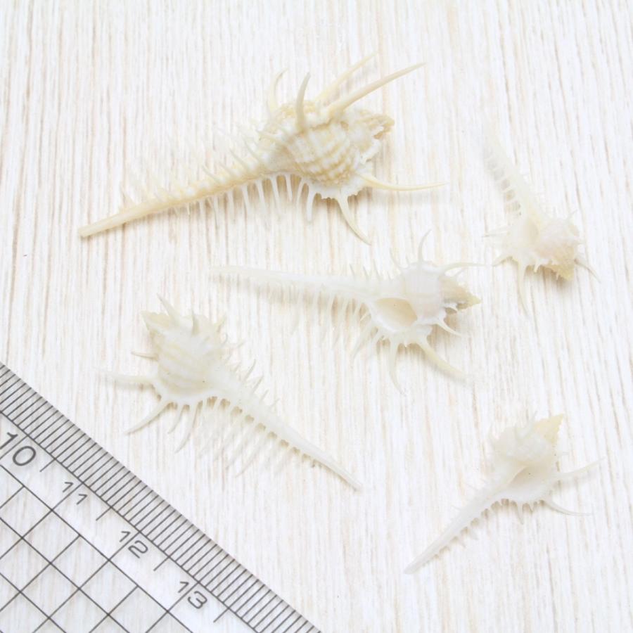 ホネガイ（骨貝）ミニサイズ 貝殻 約3〜5cm 標本 インテリア