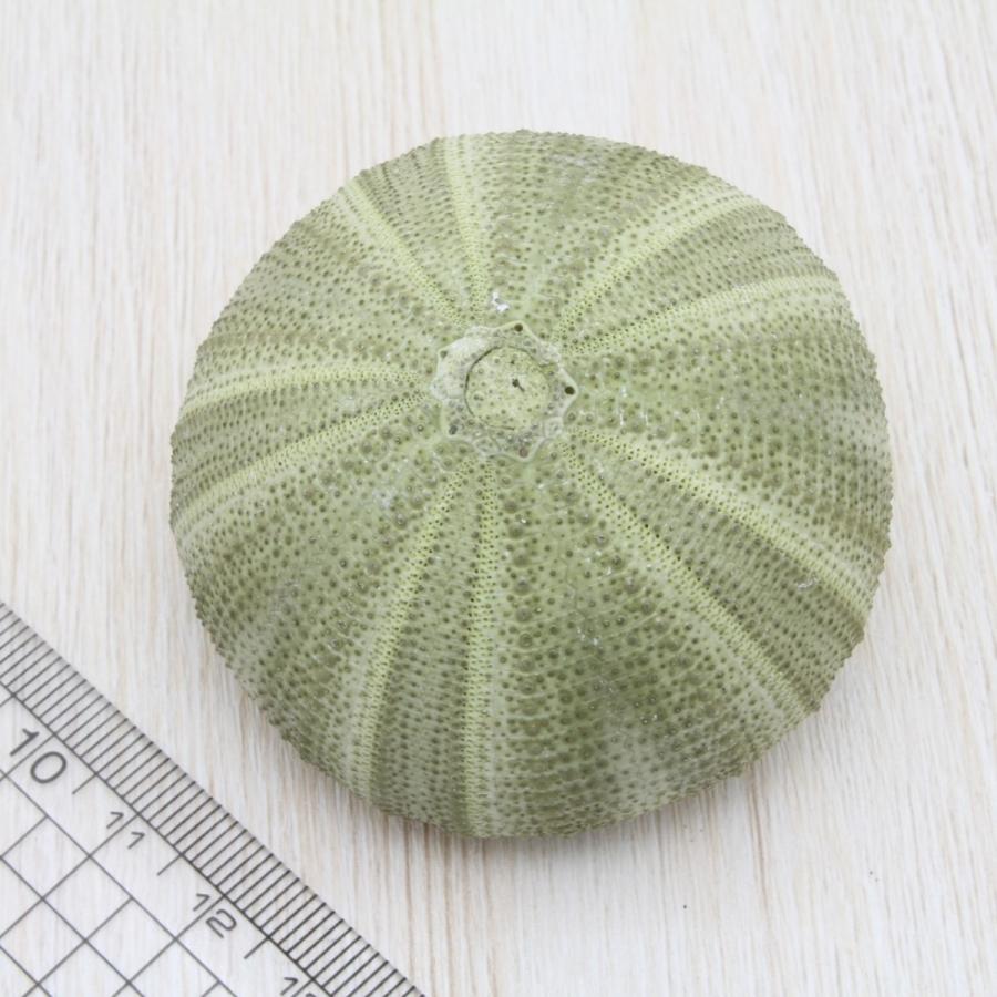 ウニ（グリーン） 標本 コレクション 貝殻 約4〜6cm : 海洋