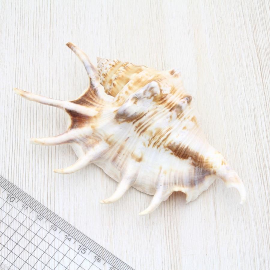 クモガイ 貝殻 約13〜15cm 標本 インテリア 天然 コレクション 観賞用