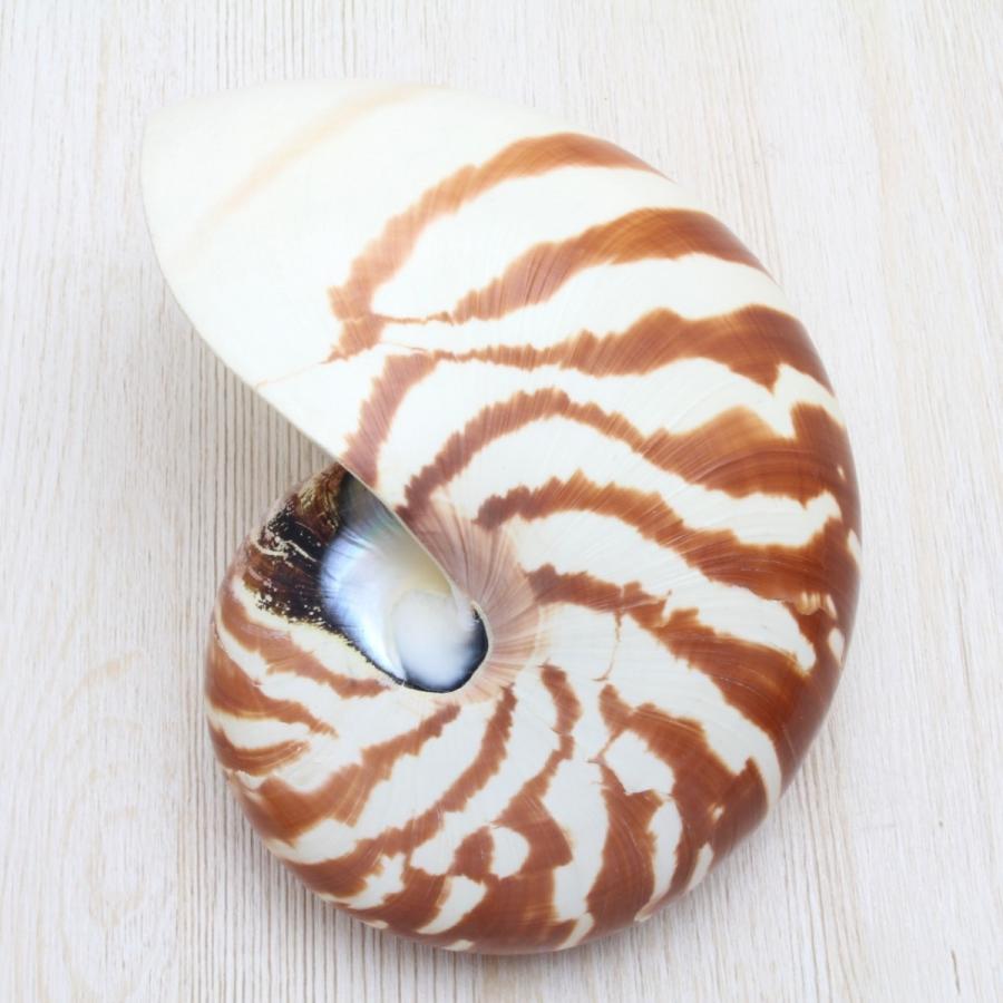 オウムガイm 貝殻 インテリア 工芸品 コレクション 約12 14ｃｍ Sh 0111 海洋工房 通販 Yahoo ショッピング