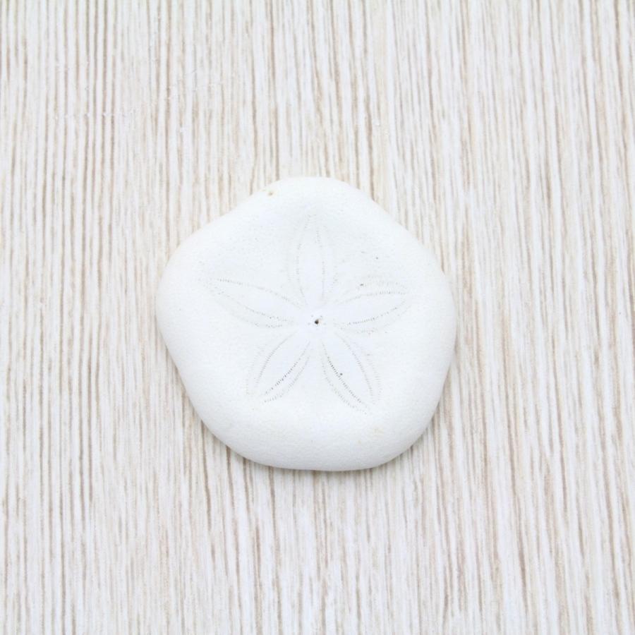 タコノマクラ ミニサイズ 貝殻 約2〜4cm 標本 インテリア 天然