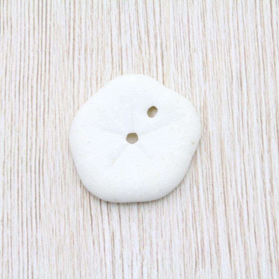 タコノマクラ ミニサイズ 貝殻 約2〜4cm 標本 インテリア 天然