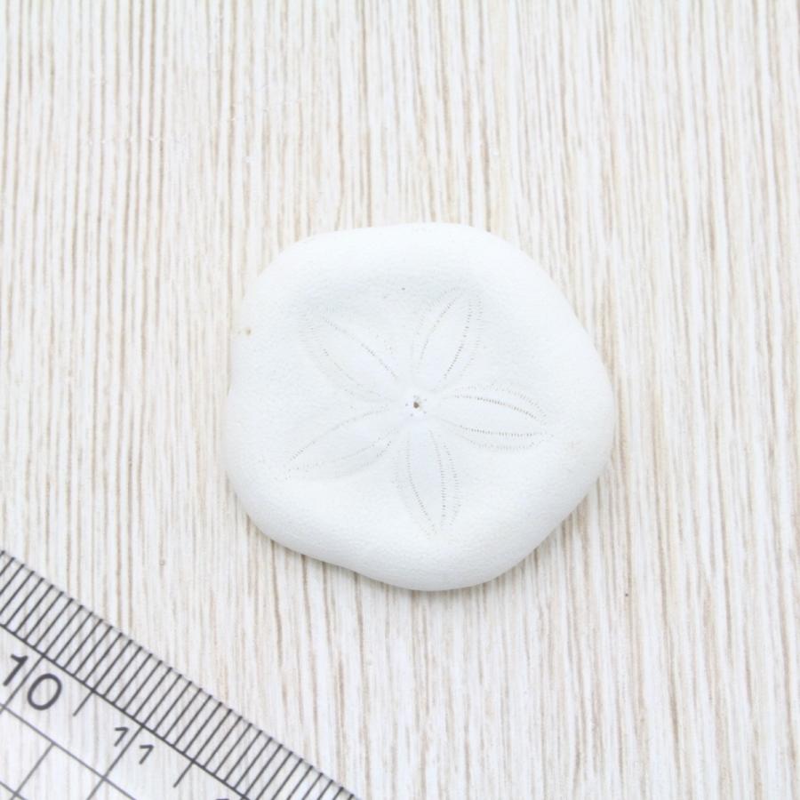 タコノマクラ ミニサイズ 貝殻 約2〜4cm 標本 インテリア 天然