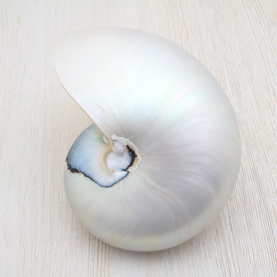 オウムガイ（磨）Mサイズ 貝殻 約10〜12cm インテリア 工芸品
