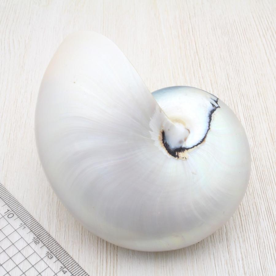 オウムガイ（磨）Mサイズ 貝殻 約10〜12cm インテリア 工芸品
