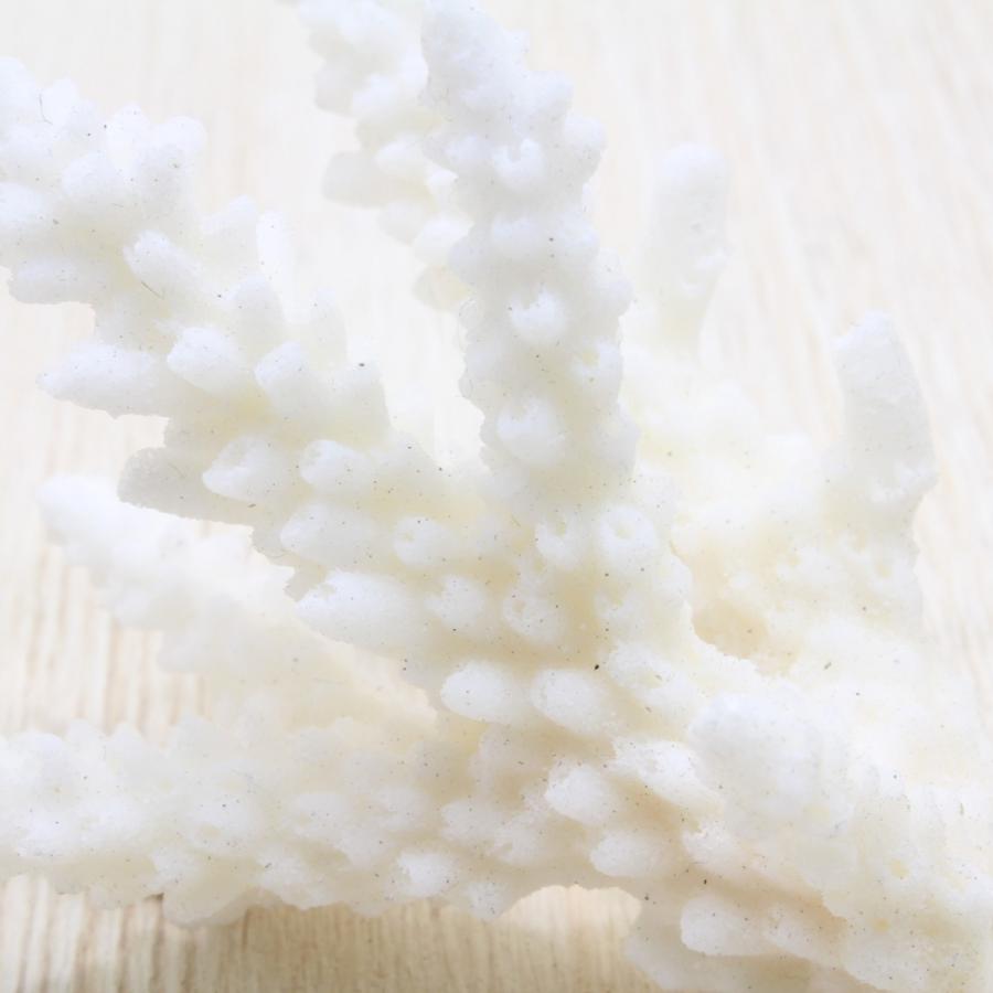 貝殻 サンゴのかけら Mサイズ 約5〜8cm ハンドメイド 工作 セット