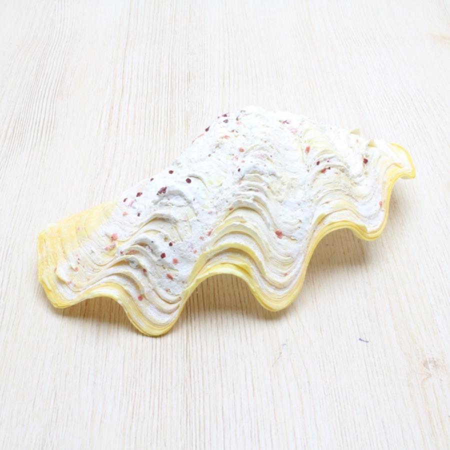 シャコガイ（片面） 貝殻 インテリア 約10〜12cm : 海洋工房 - 通販