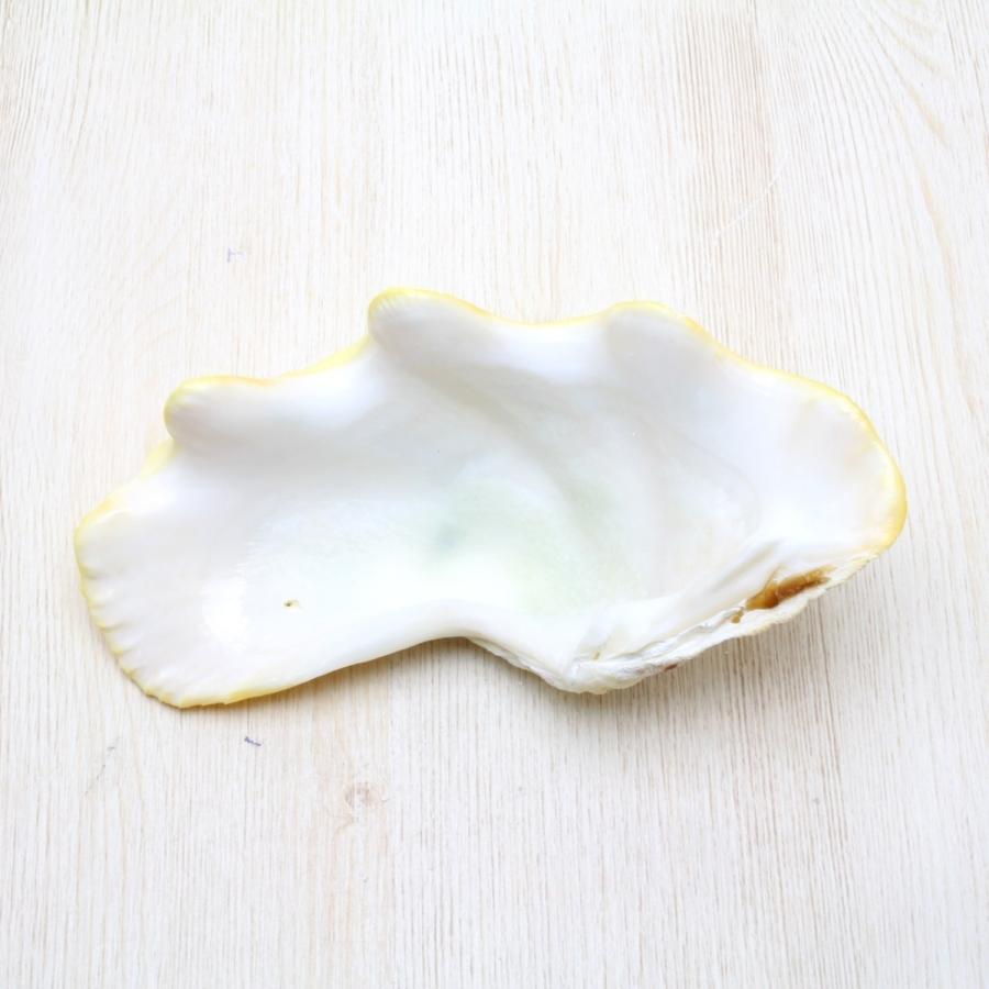 シャコガイ 片面 貝殻 インテリア 約10 12cm Sh 0136 海洋工房 通販 Yahoo ショッピング
