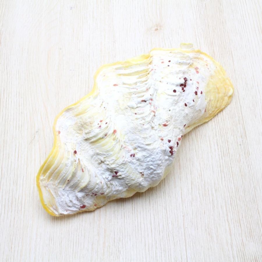 シャコガイ（片面）貝殻 約10〜12cm 標本 シャコガイ インテリア