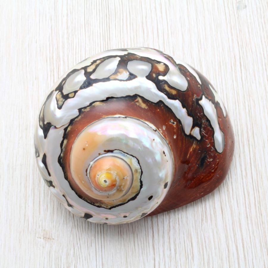 リュウオウスガイ 磨 貝殻 インテリア 約7 8cm Sh 0138 海洋工房 通販 Yahoo ショッピング