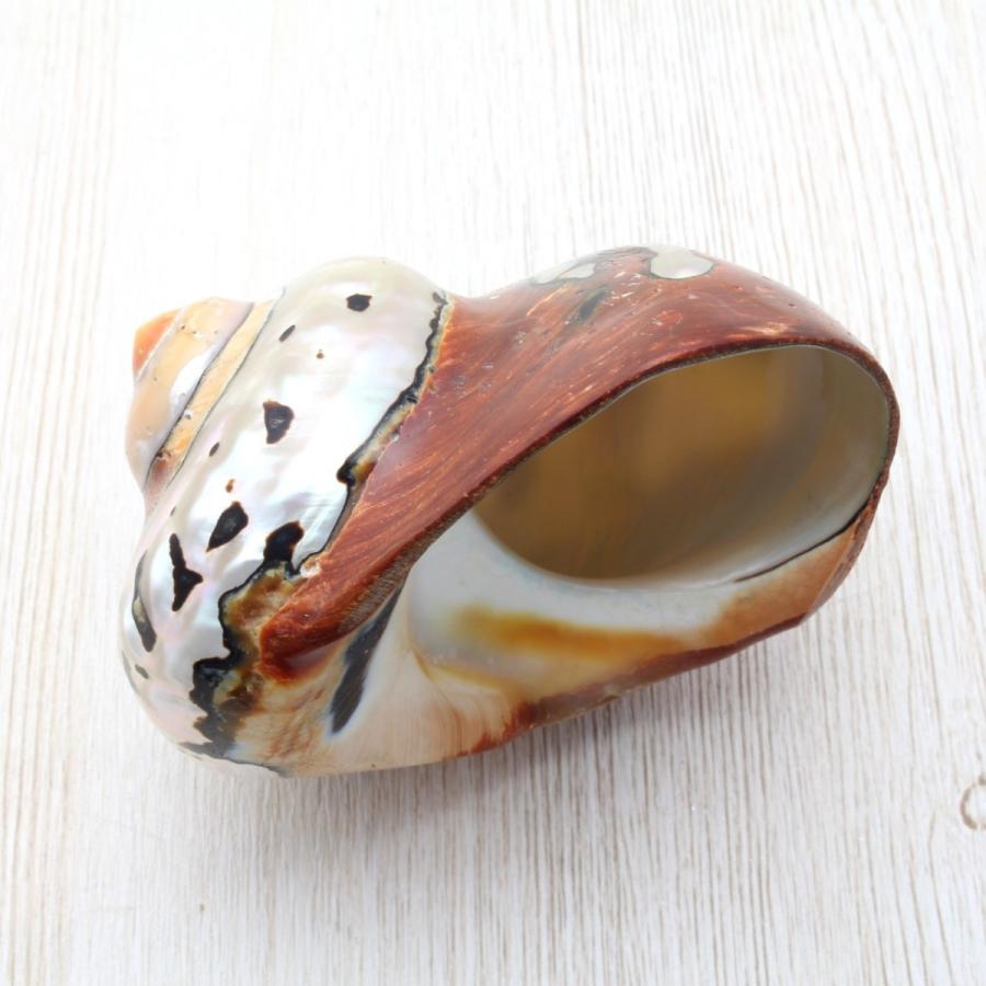 リュウオウスガイ（磨）貝殻 約7〜8cm 標本 インテリア 天然