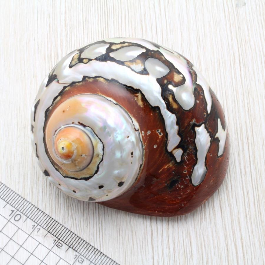 リュウオウスガイ 磨 貝殻 インテリア 約7 8cm Sh 0138 海洋工房 通販 Yahoo ショッピング