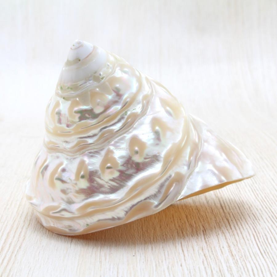 貝殻　標本　ナミジワターバン 天然 ナミジワターバン 貝殻 6×5.5cm ◇ 光沢◎ インテリアに - メルカリ