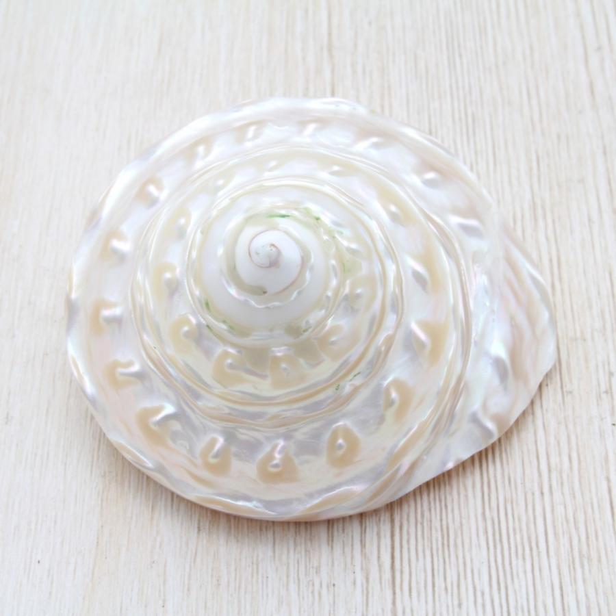 ナミジワターバン（磨） 貝殻 インテリア 約6.5〜7.5cm : 海洋工房