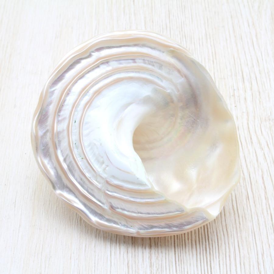 ナミジワターバン（磨） 貝殻 インテリア 約6.5〜7.5cm : 海洋工房