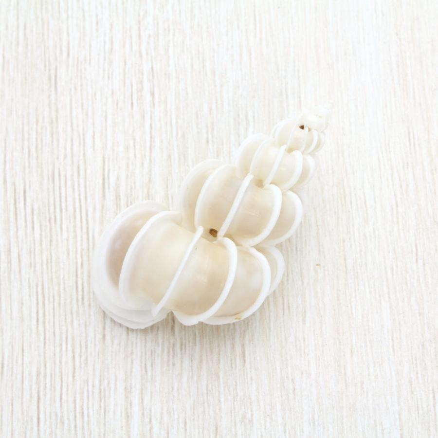 オオイトカケ 貝殻 約4〜5cm 標本 コレクション インテリア 天然 観賞