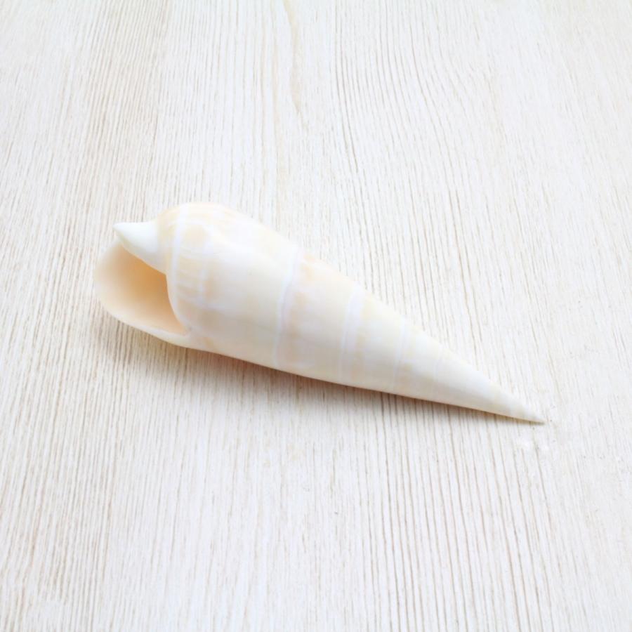 リュウキュウタケガイ 貝殻 約9〜12cm 標本 コレクション インテリア