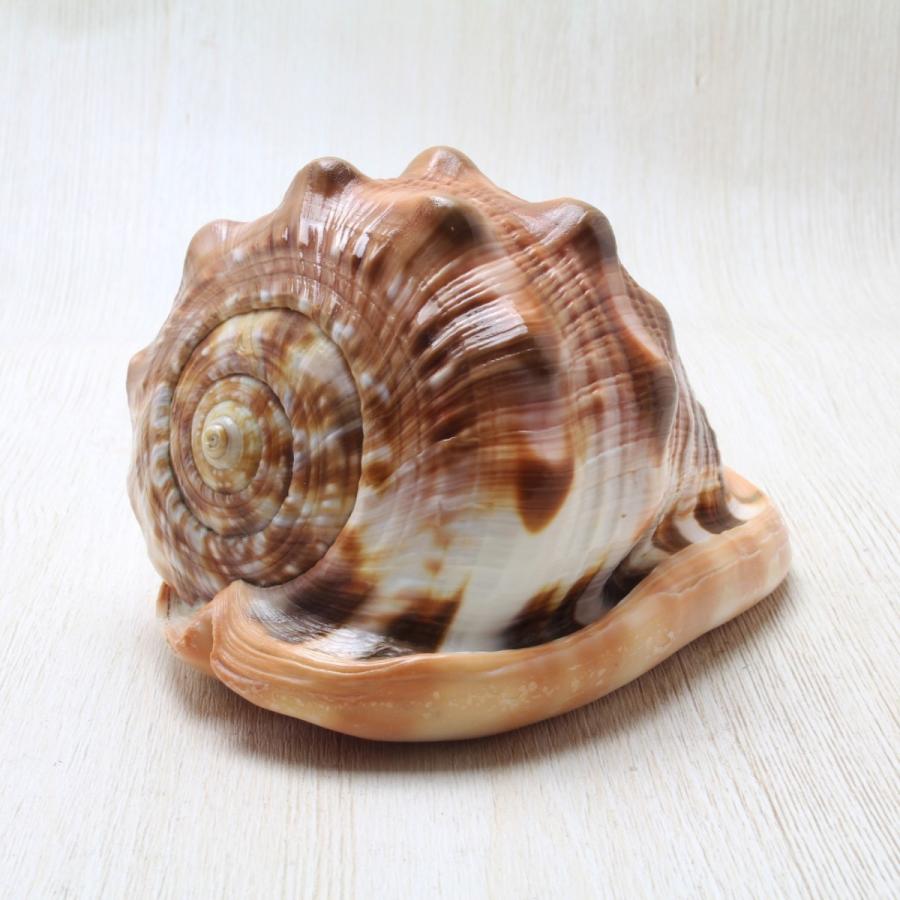 83%OFF!】 マンボウ貝 マンボウガイ 天然貝 貝殻 pgsd.unimar.ac.id