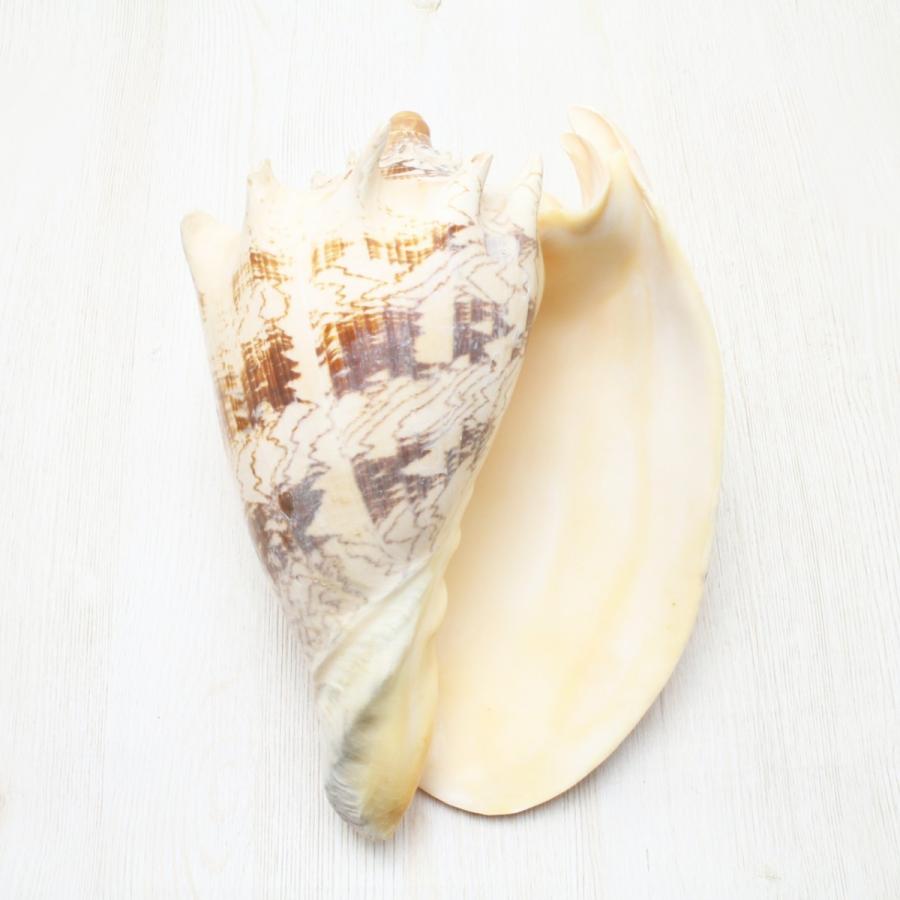 貝殻　標本　ミヒカリコウロギ ミヒカリコオロギ 特大 - Kaiショップ