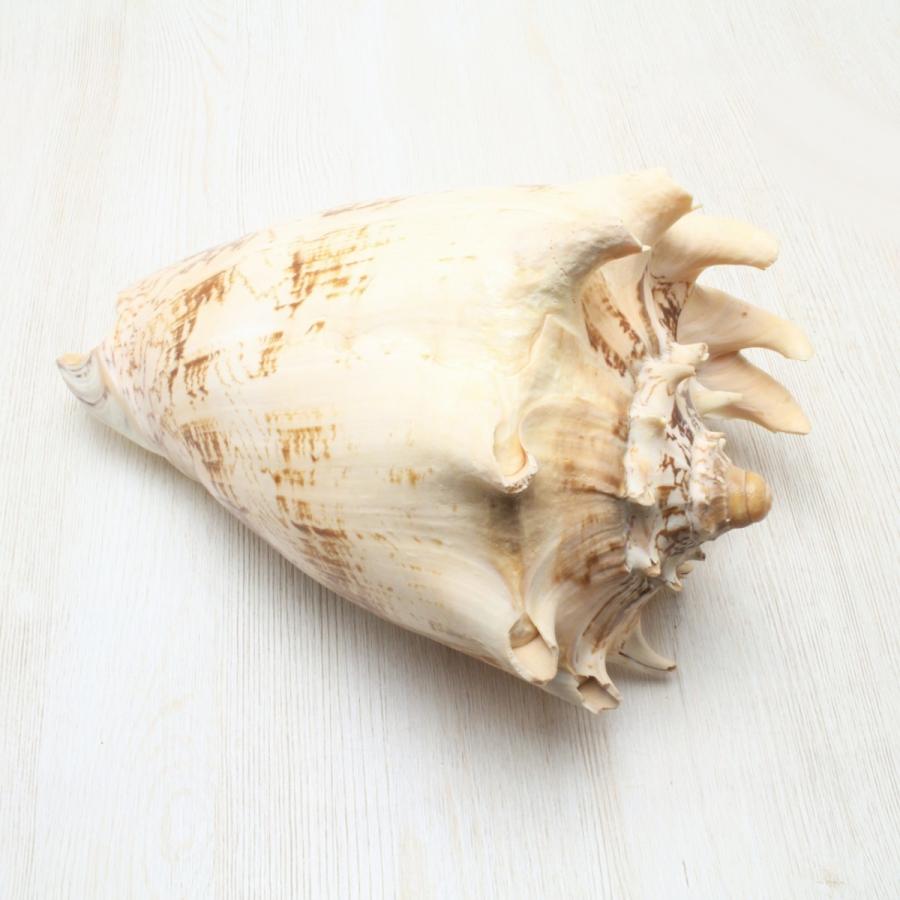 ミヒカリコウロギボラ 貝殻 インテリア 約20〜21cm : 海洋工房