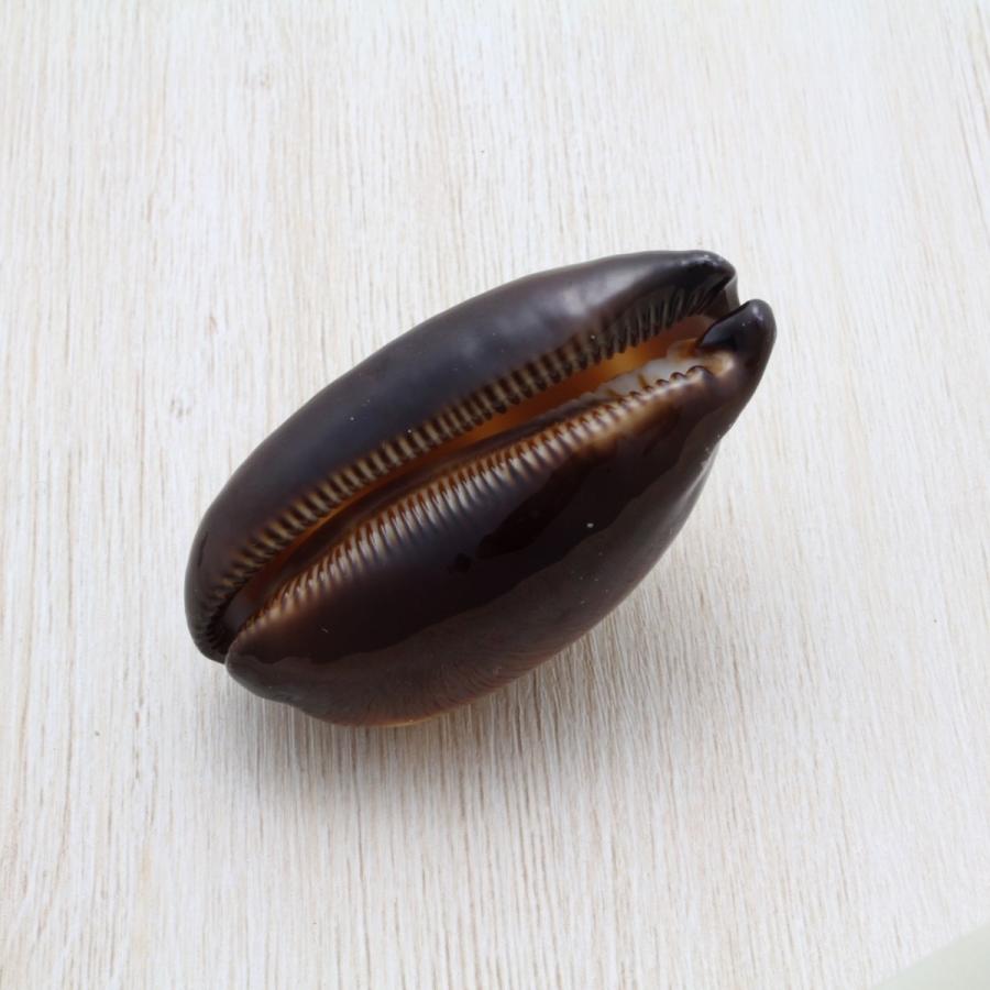 タルダカラガイ 貝殻 約5〜8cm コレクション 標本 インテリア 天然