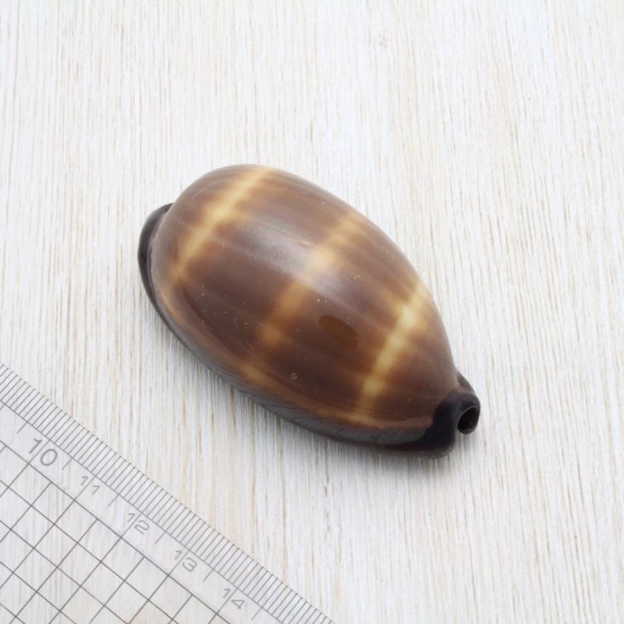 タルダカラガイ 貝殻 約5〜8cm コレクション 標本 インテリア 天然