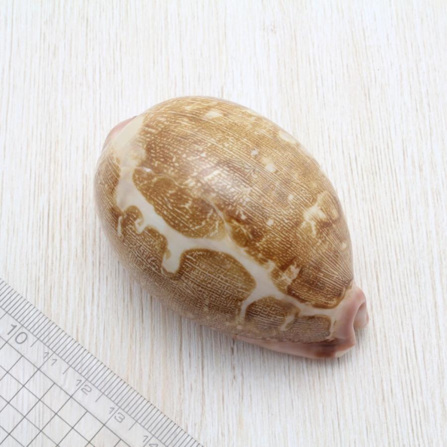 ハラダカラガイ 貝殻 約7〜9cm : 海洋工房 - 通販 - Yahoo!ショッピング