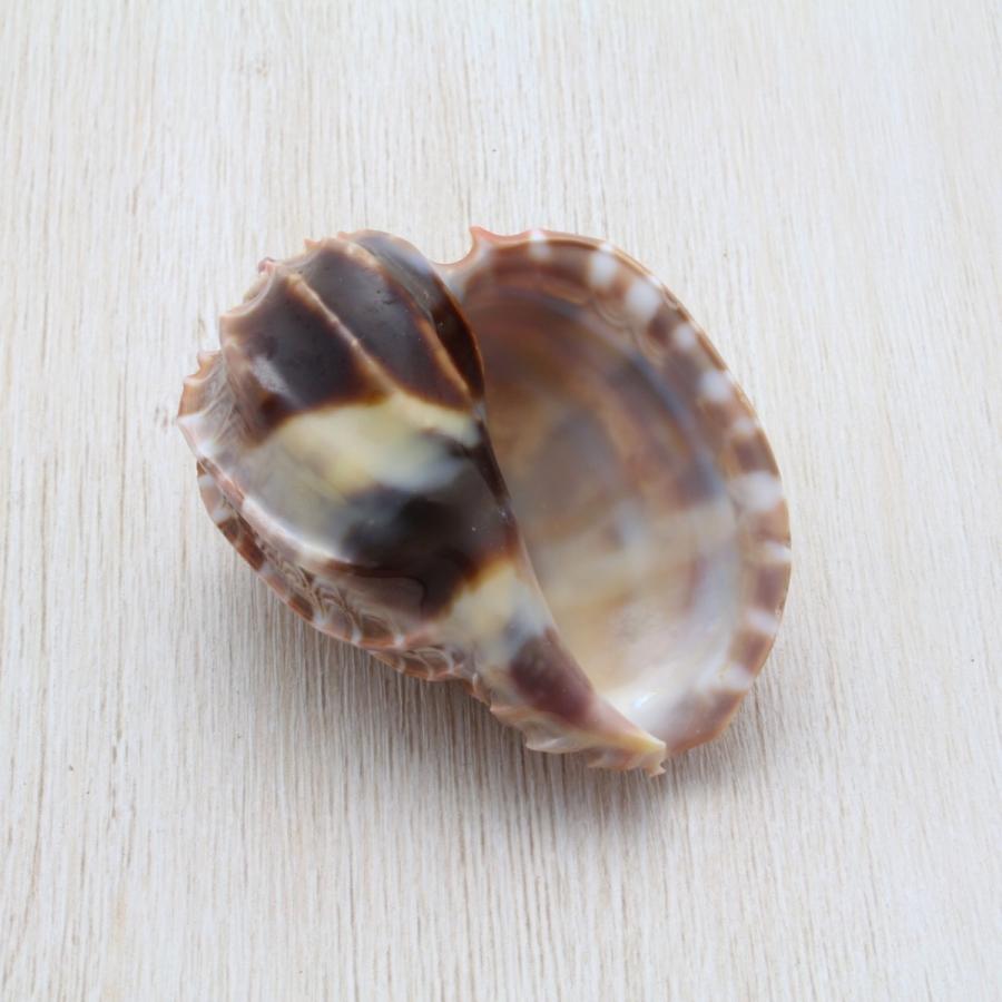 貝　まとめ売り Amazon | 11.5mm 高瀬貝 縁あり 表2穴 貝ボタン 35個入り