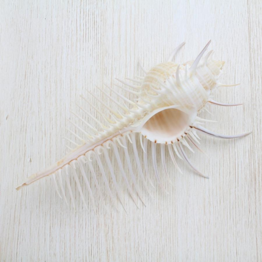 ホネガイ（骨貝）Lサイズ 貝殻 約13〜15cm 標本 インテリア 天然