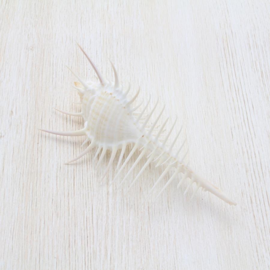 ホネガイS（骨貝） 貝殻 インテリア 約8〜9cm : 海洋工房 - 通販