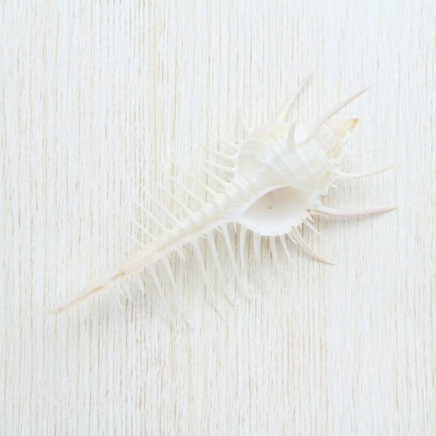 貝コレクション3 ホネガイ ホネ貝 ホネガイ 5体セット - メルカリ