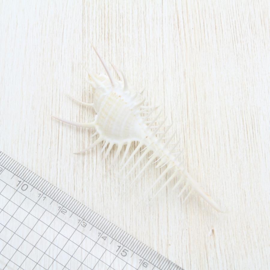 ホネガイS（骨貝） 貝殻 インテリア 約8〜9cm : 海洋工房 - 通販