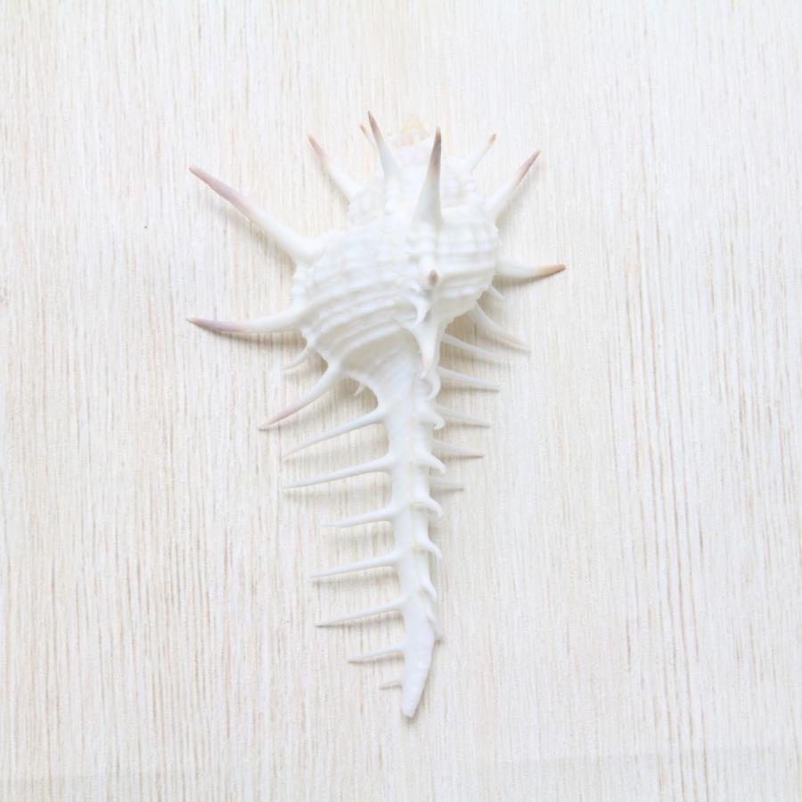 クロトゲホネガイS（骨貝） 貝殻 標本 約7〜9cm : 海洋工房 - 通販